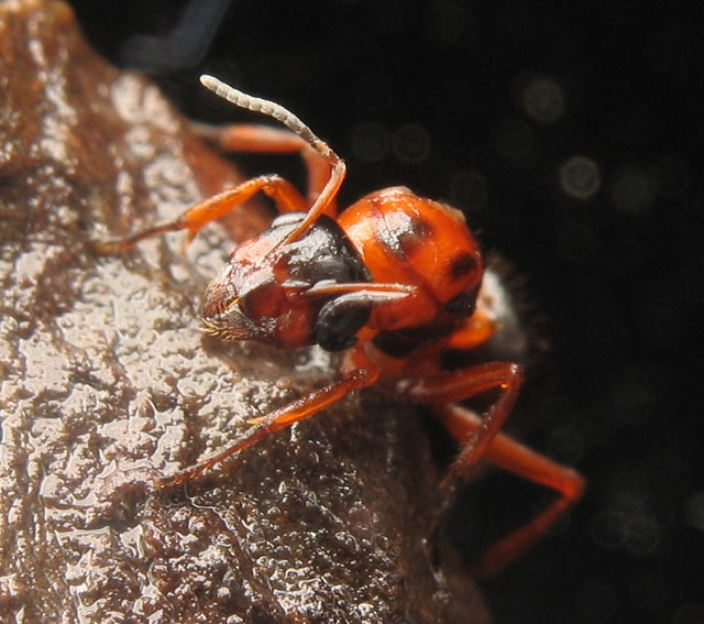 Formica rufibarbis / Queen