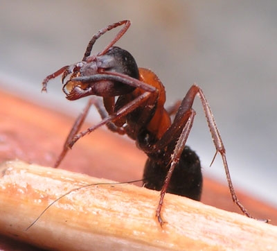 Formica rufibarbis / Worker