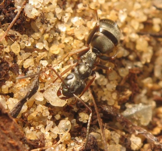 Formica fusca / Worker