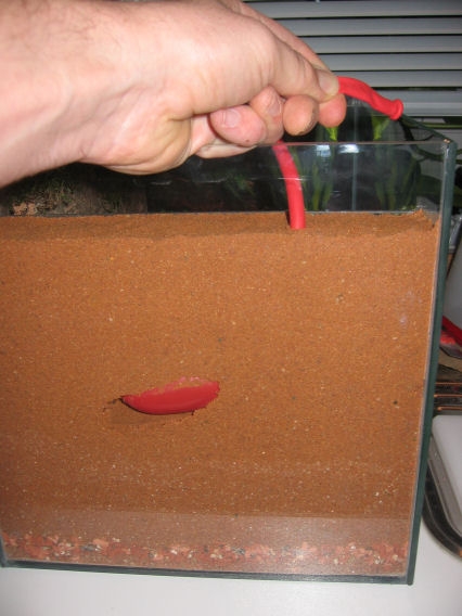 Vorgefertigtes Nest in Sand Formicarium