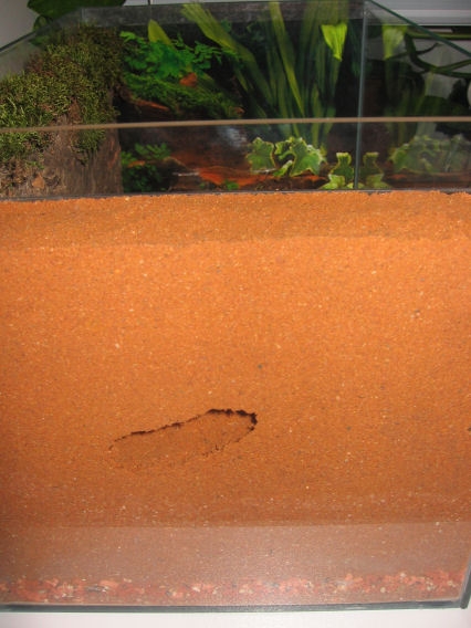 Vorgefertigtes Nest in Sand Formicarium