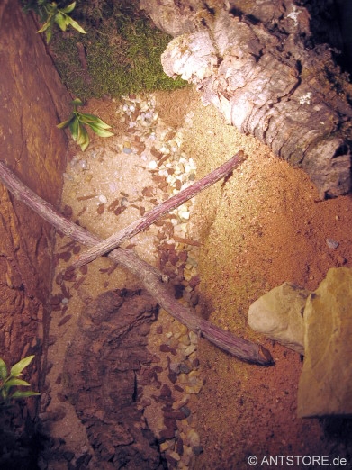 Formicarium für Myrmecia nigrocincta