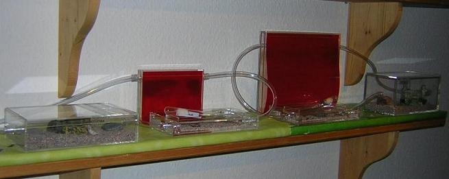 Kombi Myrmica rubra / Lasius niger