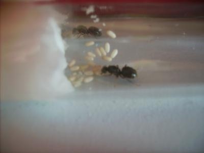 Lasius niger