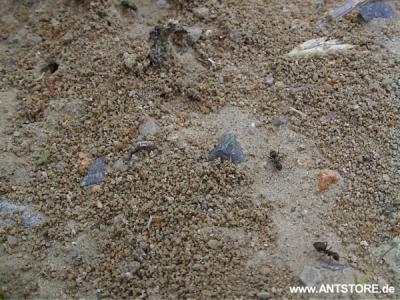 Ameisenstraße Lasius niger