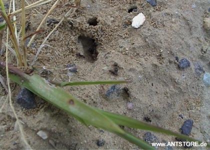Ameisenstraße der Lasius niger