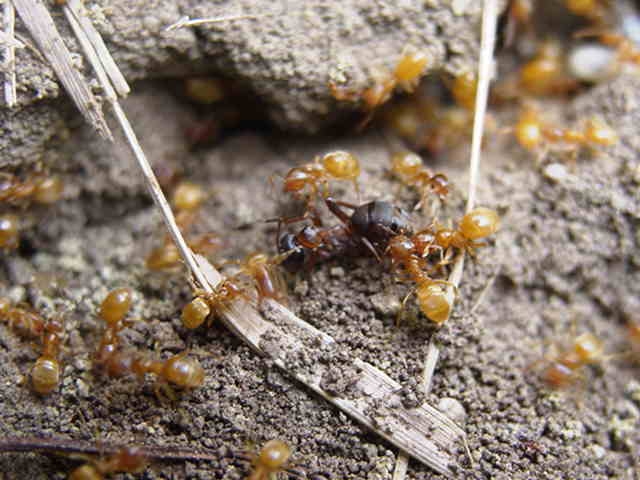 Gelbe Lasius