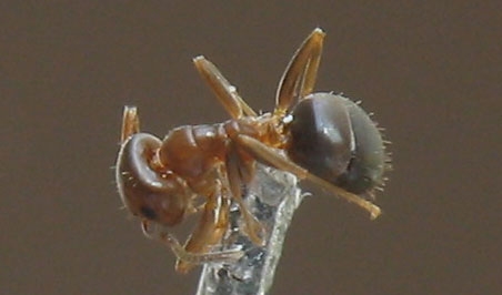 Lasius brunneus / Worker