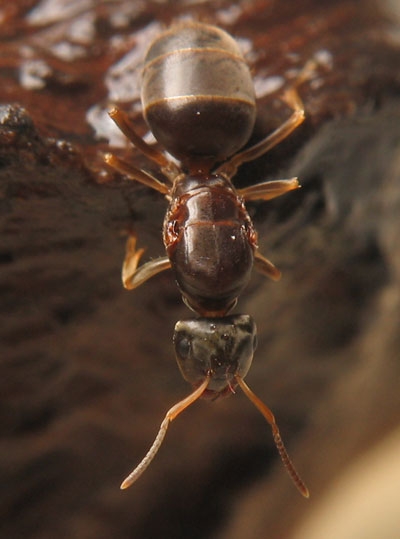 Lasius brunneus / Worker