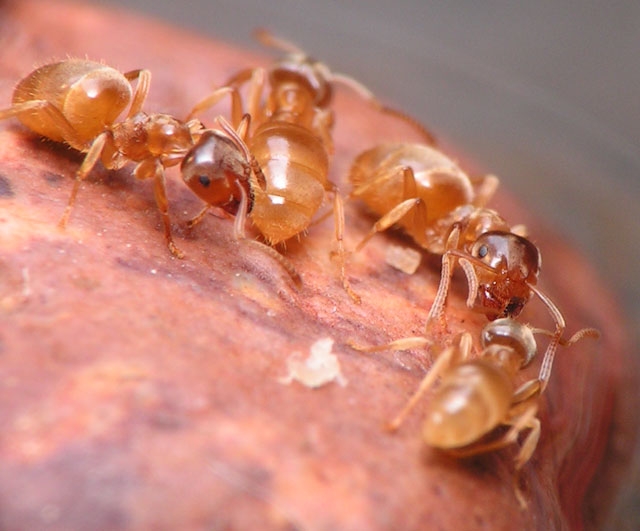 Lasius flavus / Worker