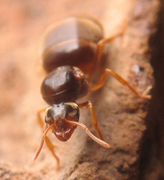Lasius flavus / Queen