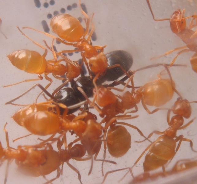 Lasius fuliginosus / queen + L.umbratus workers