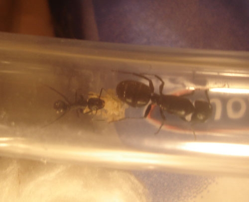 Kolonie 1: Königinn und Arbeiterin