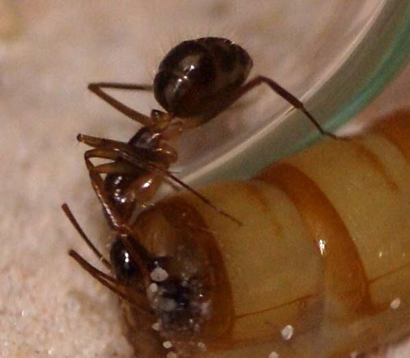 Camponotus substitutus