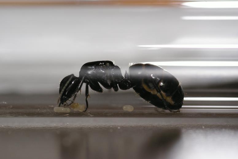 Camponotus vagus