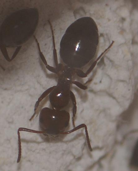 Camponotus lateralis