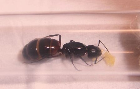 Camponotus ligniperda Königin