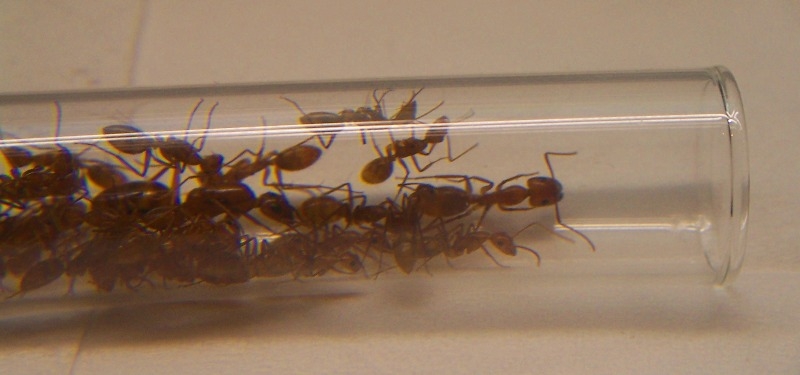Camponotus spec. (Südamerika) 2