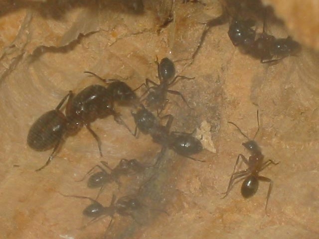 Camponotus ligniperda