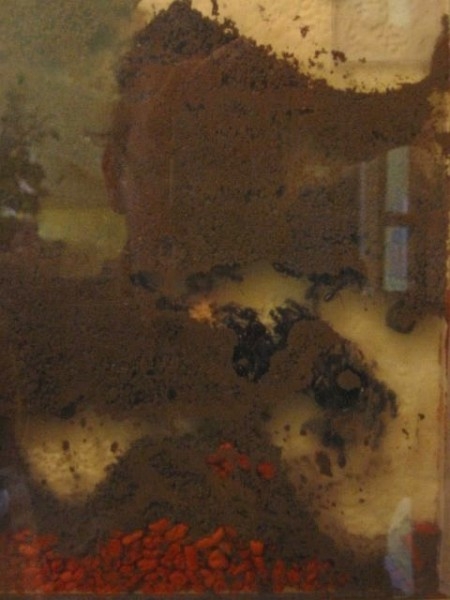 Camponotus ligniperda