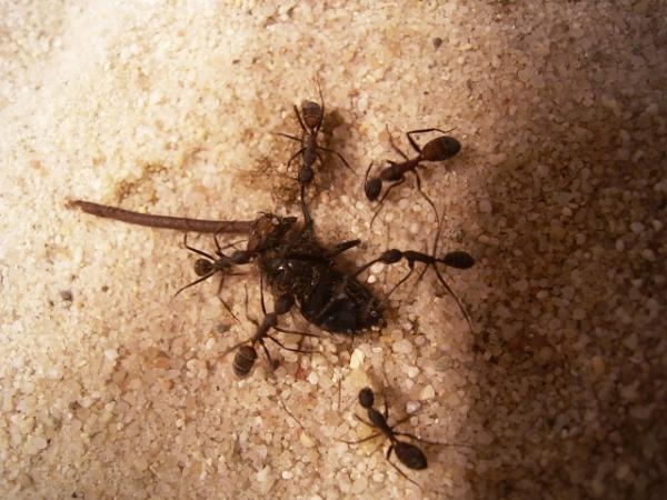 Camponotus cruentatus