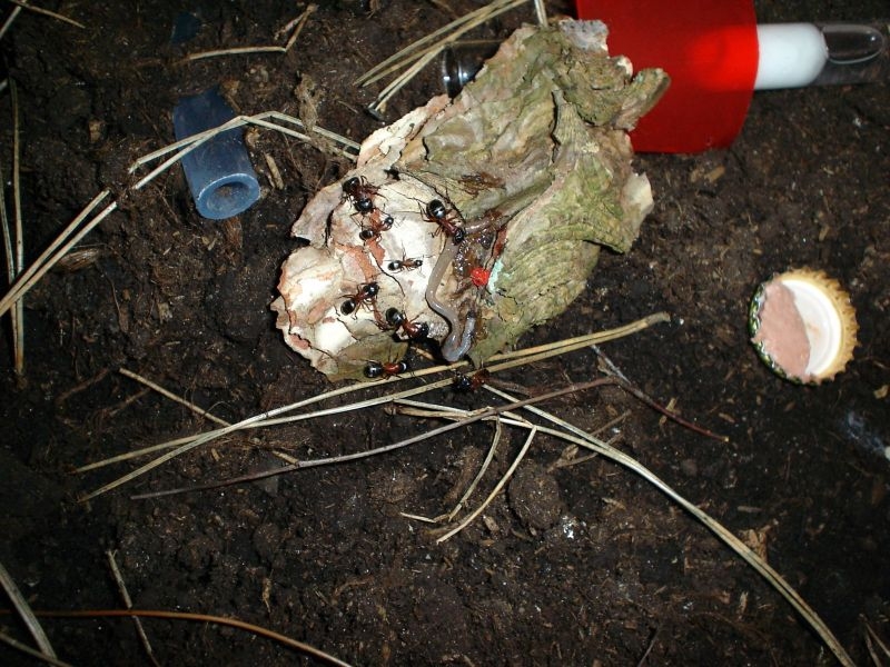 Camponotus ligniperda bei der Fütterung ( Regenwurm )