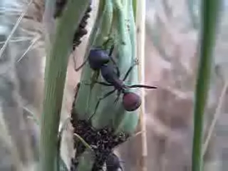 Camponotus cruentatus