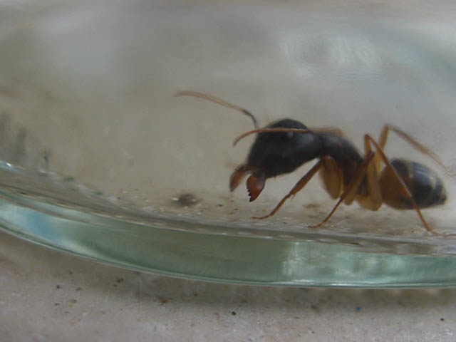 Camponotus- Arbeiterin (Major)