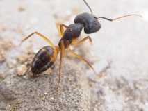 Camponotus- Arbeiterin (Major) / Tunesien