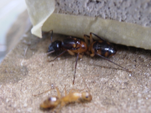 Camponotus sp. 1 Kenia (Ostafrika)
