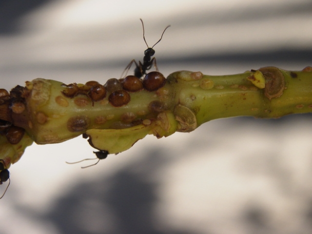 Camponotus sp. 3 Kenia (Ostafrika)