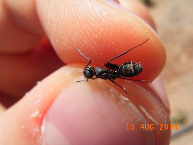 Campomotus sp. / Grand Canaria