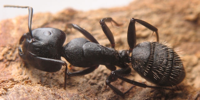 Camponutus vagus / major worker