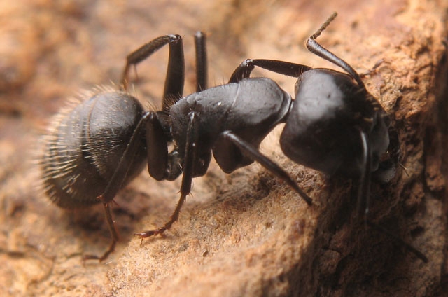 Camponutus vagus / major worker