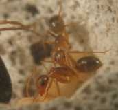 Camponotus festinatus / Worker + Brood