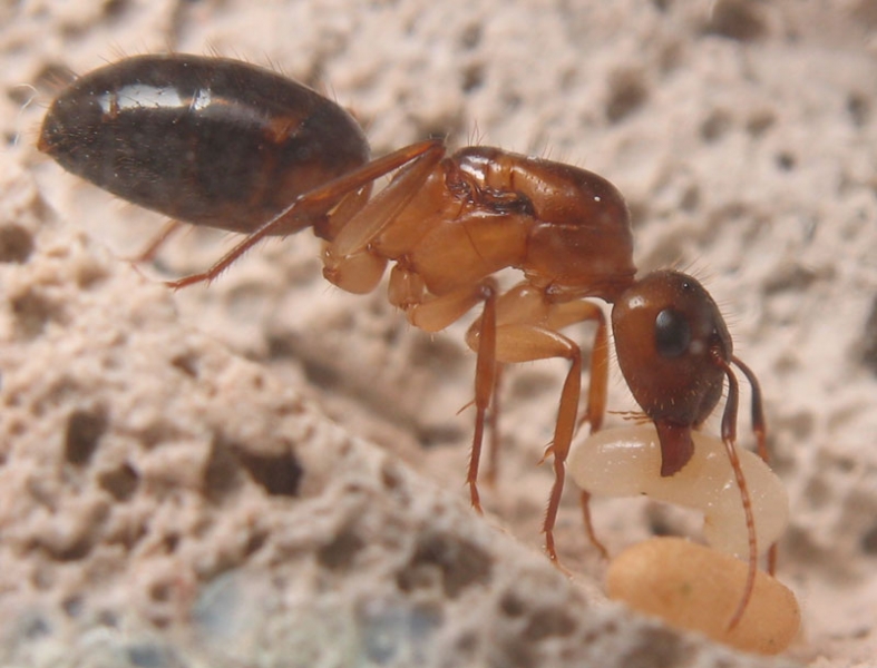 Camponotus festinatus / Queen + Brood