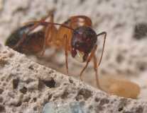 Camponotus festinatus / Queen + Brood