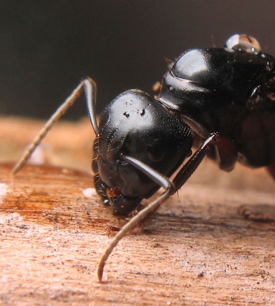 Camponotus herculeanus / Queen