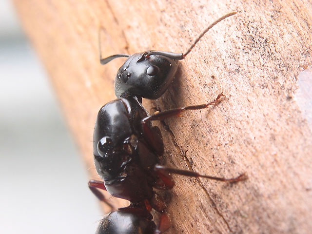 Camponotus herculeanus / Queen