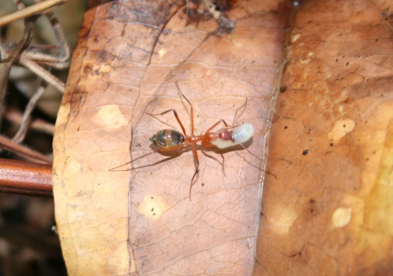 Leptomyrmex spec.