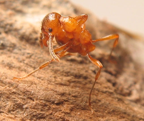 Manica spec. / Worker