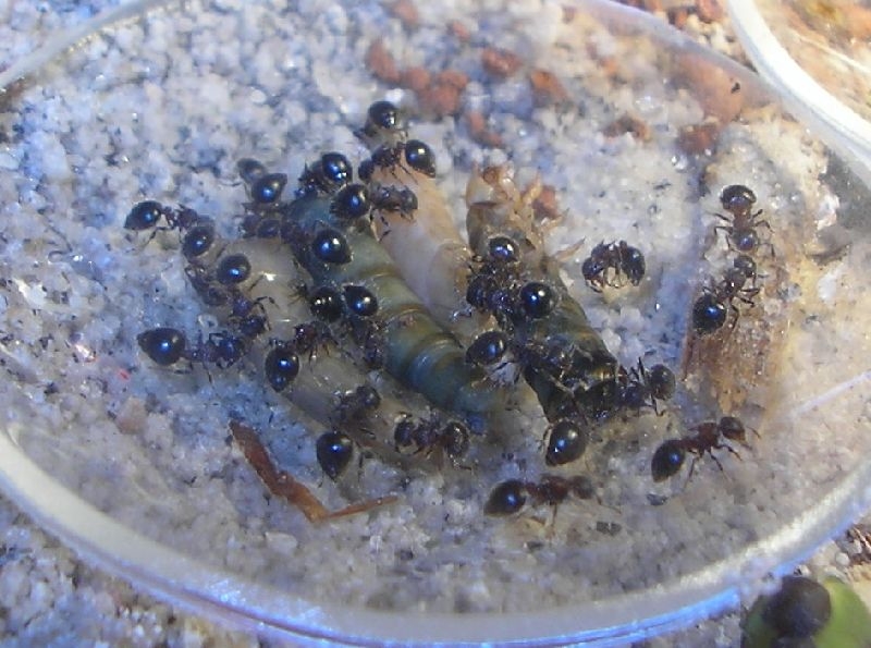 Meranoplus Bicolor beim Mehlwurm mahl