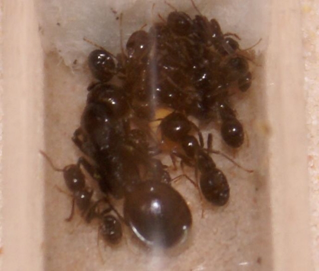 Messor barbarus