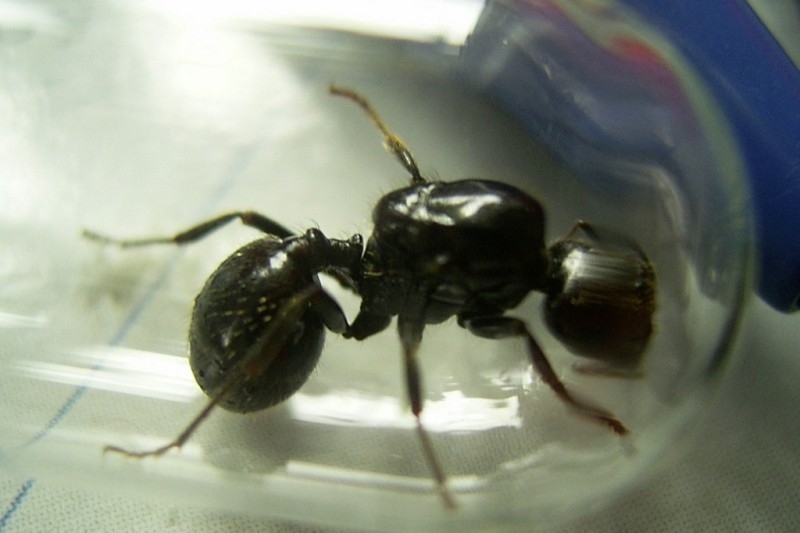Messor barbarus