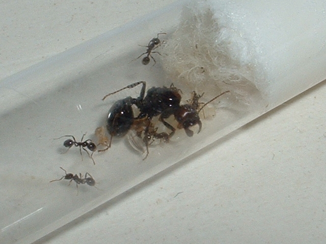 Messor barbarus