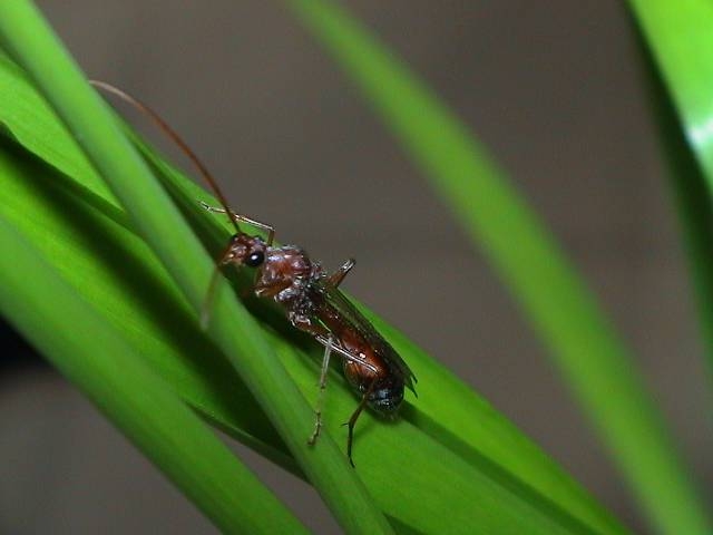 Bullant Männchen