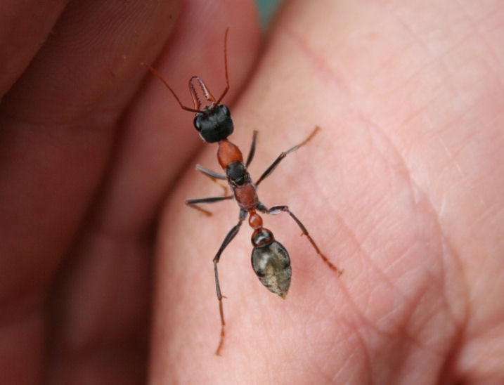 Myrmecia nigrocincta
