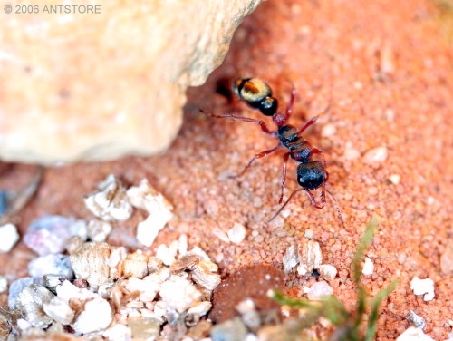 Myrmecia queenslandica
