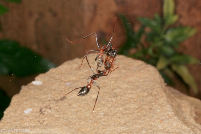 Myrmecia nigrocincta Arbeiterin