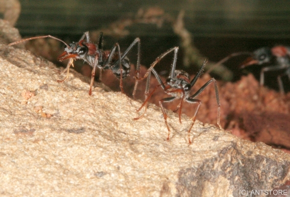 Myrmecia nigrocincta Arbeiterin